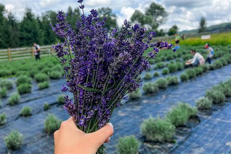 Porovnanie dvoch rovnako starých kríkov levandule: jeden zanedbaný a druhý správne zrezaný na jar