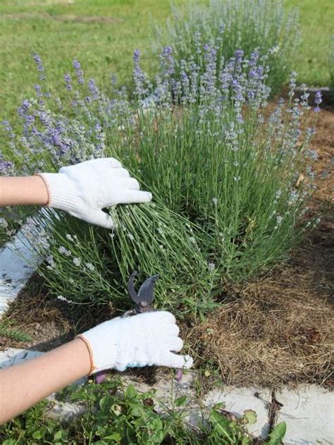 Záhradnícke nožnice a rukavice pripravené na strihanie levandule