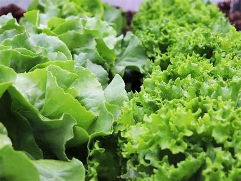 Ilustračná fotografia rôznych druhov zeleniny vhodných na júlovú výsadbu