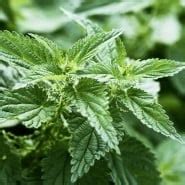 obrázok žihľavy s detailom listov a stonky