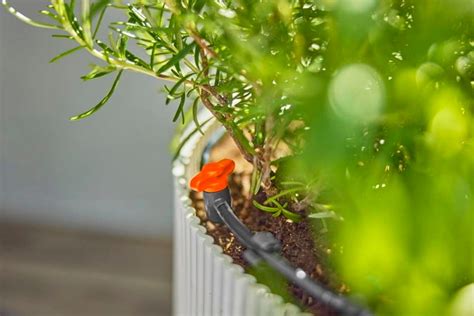 Zavlažovanie rastliny po reze