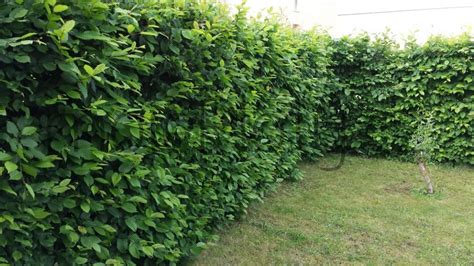 Hustý zelený živý plot z vavrínovca