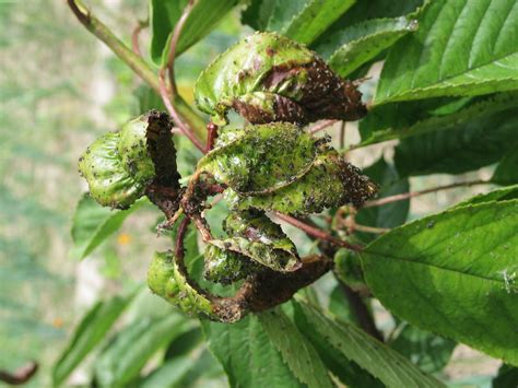 kolónia vošiek na listoch broskyne