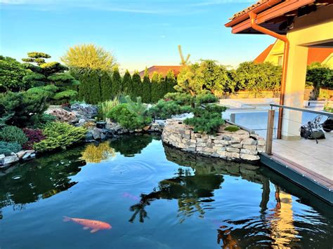 slnečné jazierko s kvitnúcimi lekienami