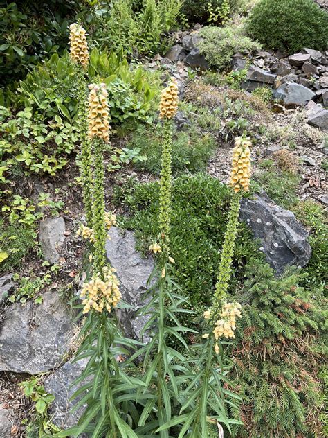 štruktúra rastliny ozdobnice s detailmi listov a kvetných klasov