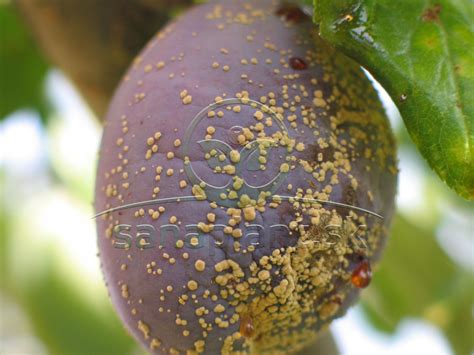 detail napadnutého plodu slivky s viditeľnými otvormi po húsenici piliarky