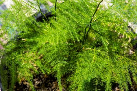 Rôzne druhy listov asparagusu - jemné, ihličkovité, pierkovité