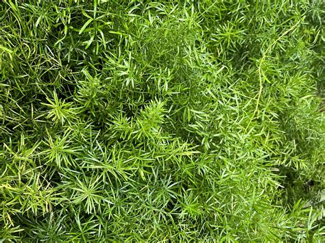 Asparágus Sprengerov v závesnom kvetináči