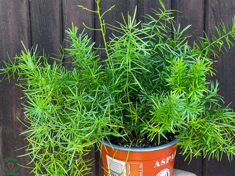 Asparágus s novými výhonkami a hľuzami