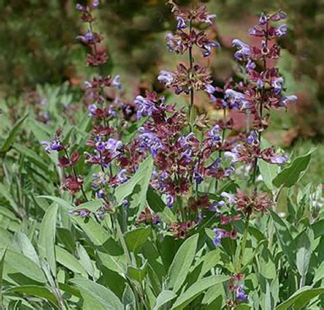 Nízko rastúca trvalka s ružovými kvetmi v záhrade