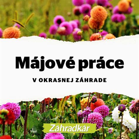 Zrezané výhonky mydlice po odkvitnutí