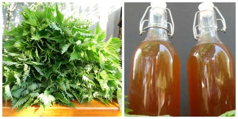 zobrazenie zberu mladej žihľavy na prípravu hnojiva