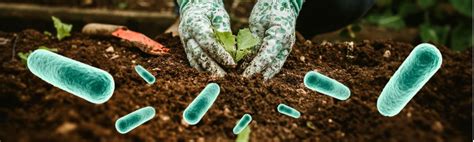 ilustrácia zdravej pôdy s bohatým mikrobiómom