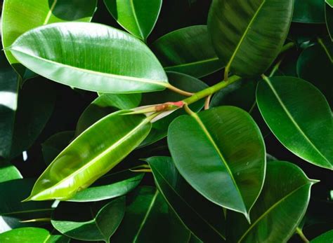 Fikus s lesklými listami v interiéri