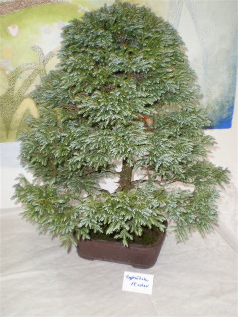 Rôzne druhy bonsajov, vrátane ihličnanov a kvitnúcich stromčekov.