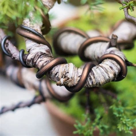 Názorná ukážka tvarovania bonsaja drôtom.