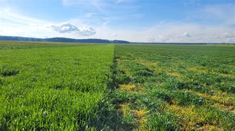Graf porovnávajúci optimálne termíny sejby jarného a ozimného jačmeňa