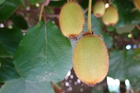 Detailná schéma konštrukcie pre pestovanie kiwi