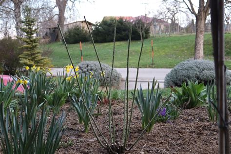 Vizualizácia čínskej ruže pred a po radikálnom jarnom reze