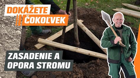 Viazanie drevárskej slučky okolo kmeňa stromu