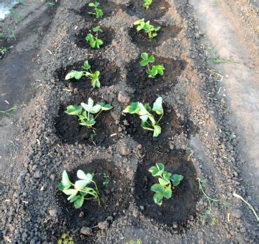 Záhon jahôd mulčovaný čiernou textíliou