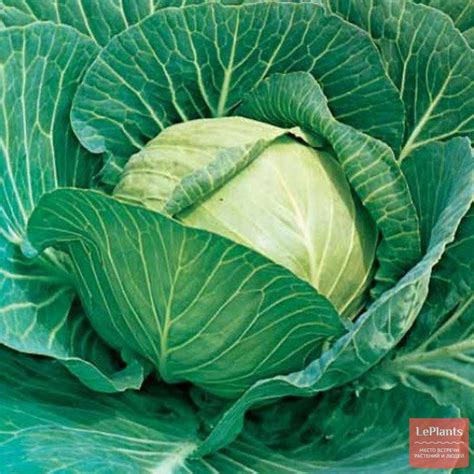 Infografika s rozostupmi pre rôzne odrody kapusty