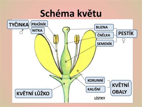 Ilustrácia stavby kvetu s vyznačenými tyčinkami a piestikom