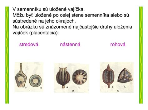 Schematické znázornenie vývoja vajíčka a zárodočného mieška