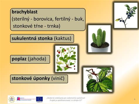 Ilustrácia rôznych vegetatívnych rozmnožovacích orgánov rastlín