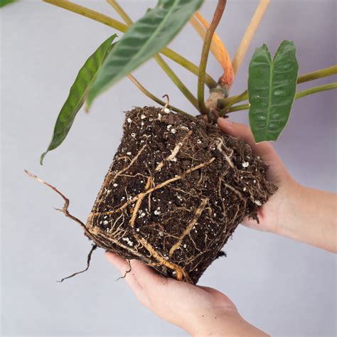 Schematické znázornenie rodozmeny u rastlín