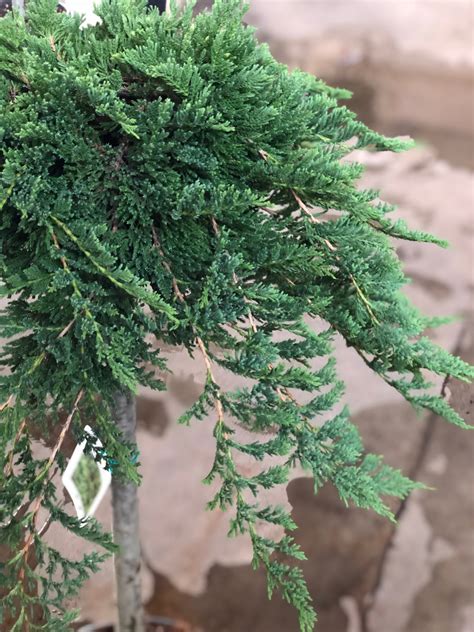 borievka pestovaná v kvetináči na balkóne