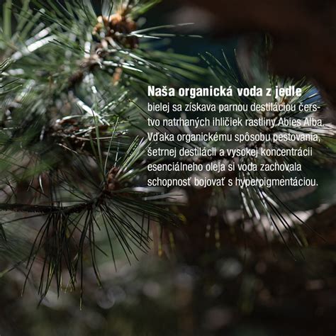 Detailná fotografia ihlíc jedle bielej a spôsobu mulčovania