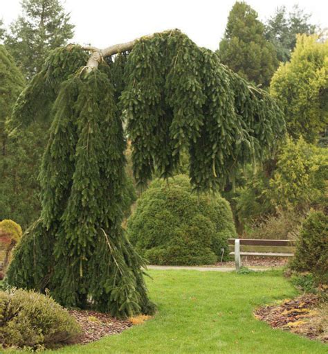Fotografia odrody jedle bielej 'Pendula' s charakteristickým plazivým rastom