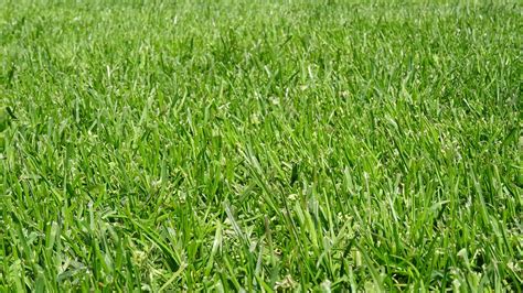 rozličné druhy trávnych semien v miskách