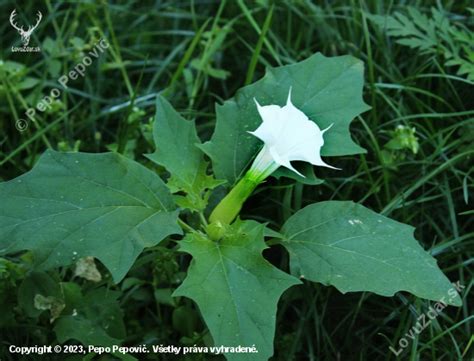 Fotografia rastliny Durman s kvetmi
