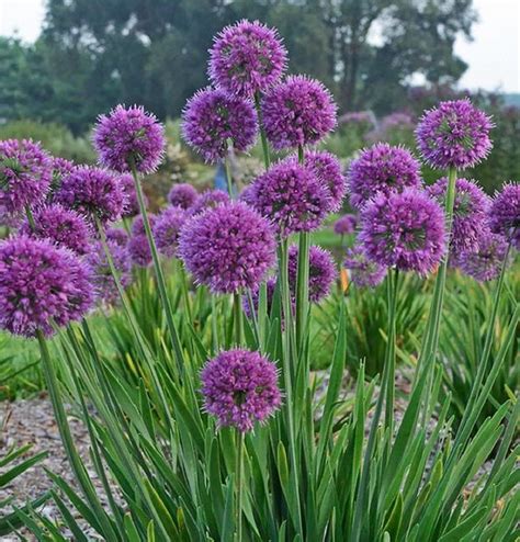 Ilustračná fotografia rastliny zimozeleň s fialovými kvetmi