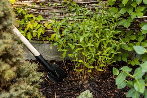 Ilustrácia rozmnožovania zimozelene delením trsu