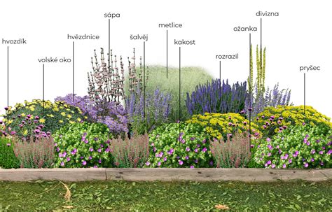 záhon s kvitnúcou agastache obklopený včelami a motýľmi