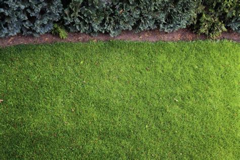 Pohľad na estetický trávnik zložený prevažne z ďateliny, kde sa miešajú rôzne odtiene zelenej.