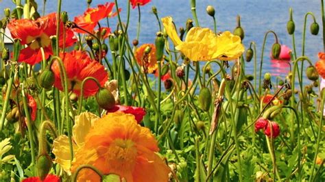 ilustrácia rôznych farebných odrôd okrasných makov