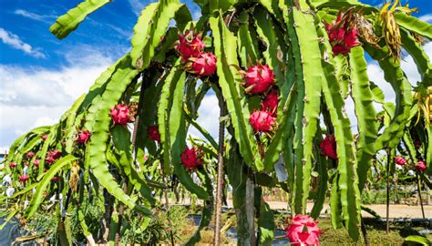 Rastlina dračieho ovocia s oporou a typickými stonkami.