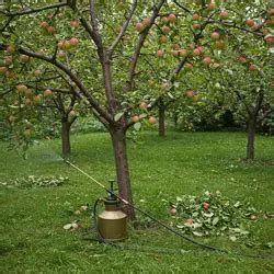 detailný pohľad na aplikáciu postreku na ovocné stromy