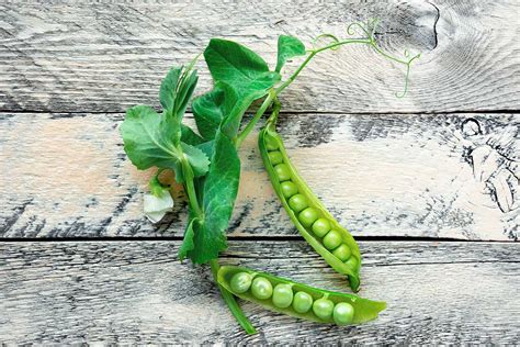 historická ilustrácia pestovania hrachu