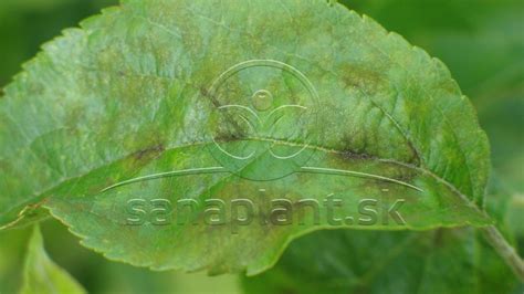 biely práškový povlak múčnatky na listoch jabloní