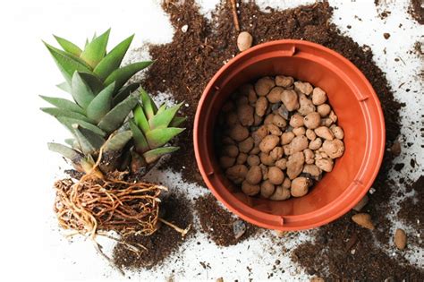 Ilustračná fotografia rastlín v kvetináčoch s kvalitným substrátom