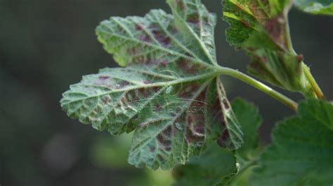 Ilustrácia napadnutia malín voškami