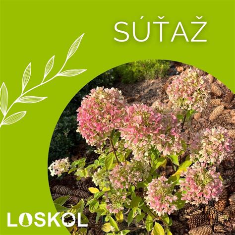 Ilustrácia znázorňujúca ideálne stanovište pre hortenziu metlinatú - kombinácia slnka a polotieňa s dostatkom priestoru