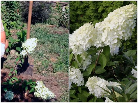 Infografika znázorňujúca správny postup výsadby hortenzie: vykopanie jamy, pridanie kompostu/rašeliny a umiestnenie rastliny