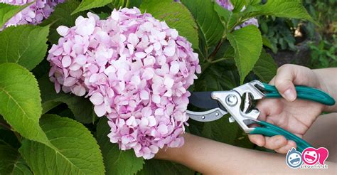 Schéma znázorňujúca správny jarný rez hortenzie metlinatej: ako a kde strihať