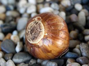 Detail cibule narcisu s koreňmi